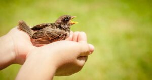 鳥獣保護管理法