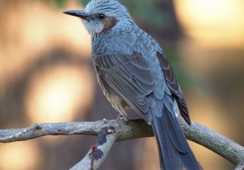 ヒヨドリの被害に対する対策