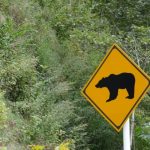 クマ出没看板