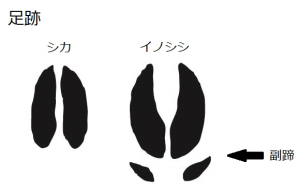 鹿の足跡