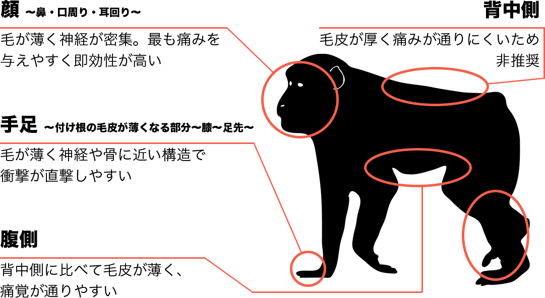 サルの狙う部位