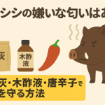 イノシシの嫌いな匂いアイキャッチ