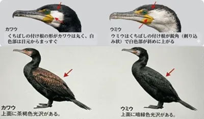 カワウとウミウの違い