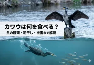 カワウは何を食べる？