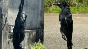 カラス吊り下げ模型（羽毛タイプ）｜鳥よけの視覚対策用デコイ