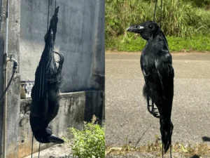 カラス撃退模型